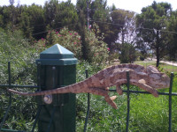 «Понаставили тут заборов… так, что приличным хамелеонам пройти негде!..» 🧐 Последний шаг.