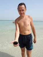Оказалось, что морских ежей вполне можно держать на руке, не боясь пораниться!